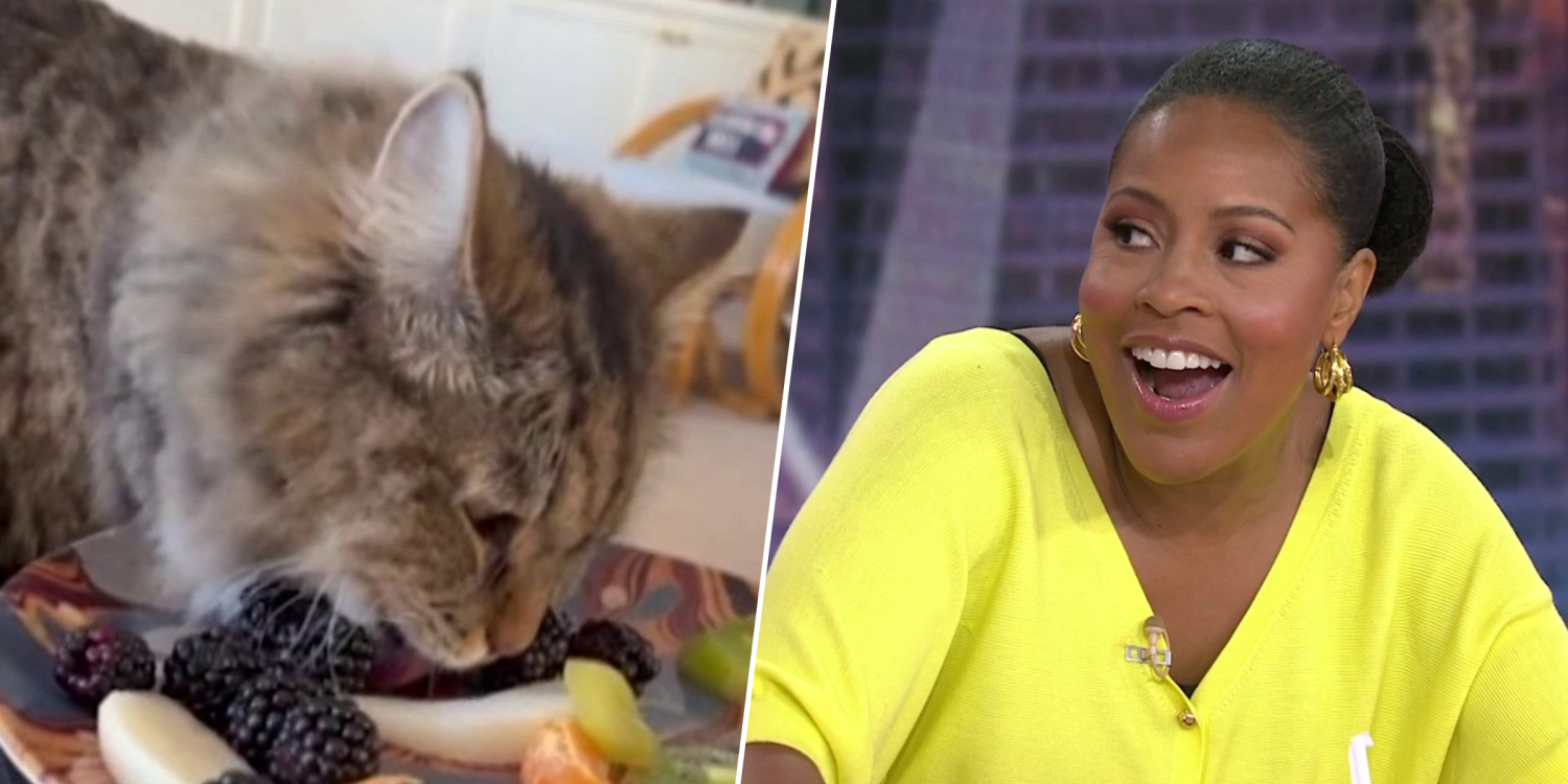 Jenna Puts Sheinelle Over the Edge With This Cat Video: ‘The Show Is Over’ 