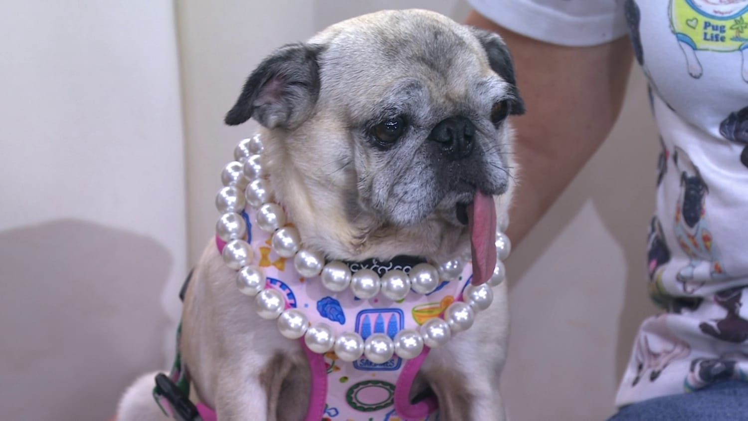 World’s Ugliest Dog Contest Winner Jinny Lu The Pug Joins TODAY Decked in Pearls