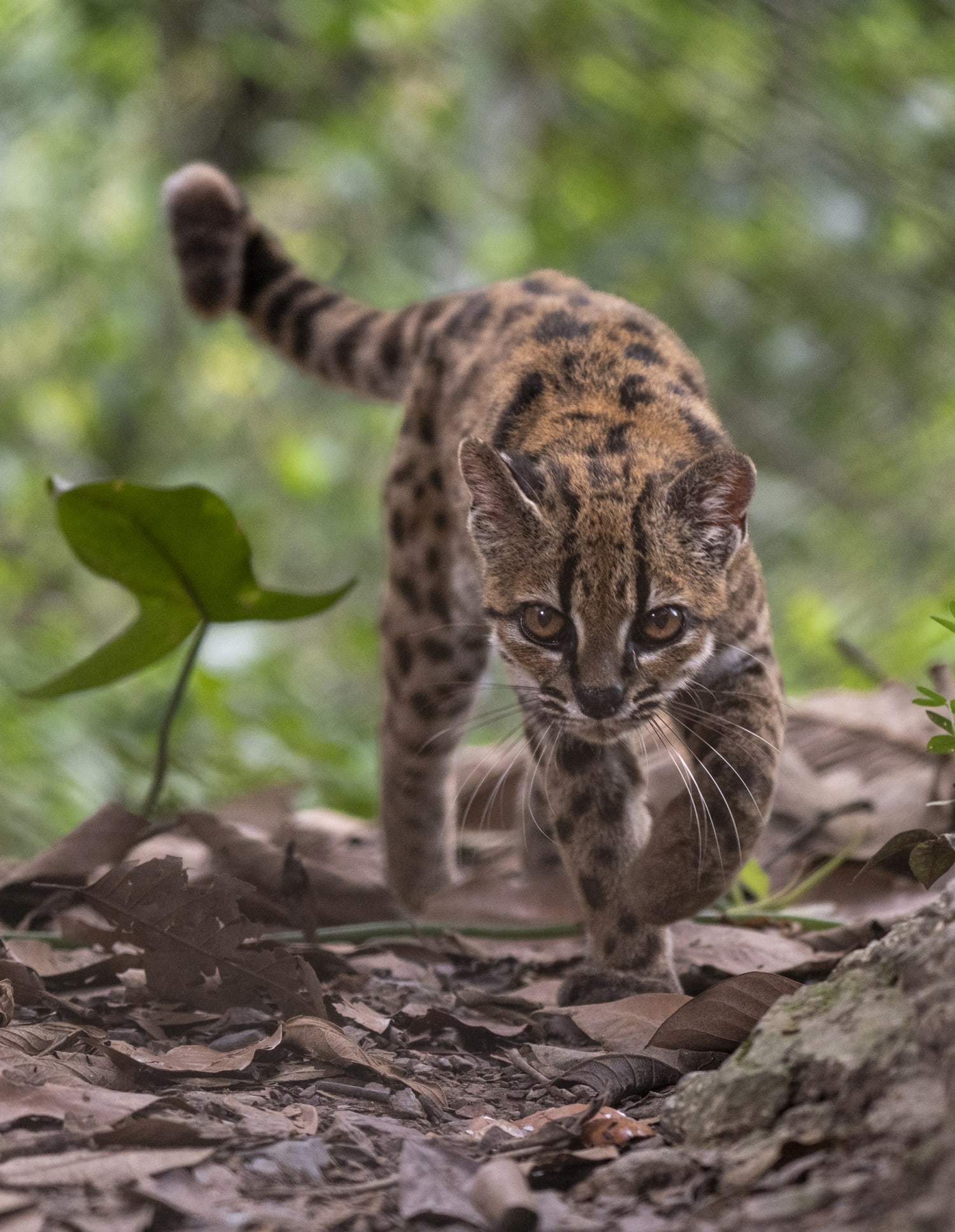 The tilcayo tiger cat is smaller than a house cat. Credit: Fernando Faciole/National Geographic
