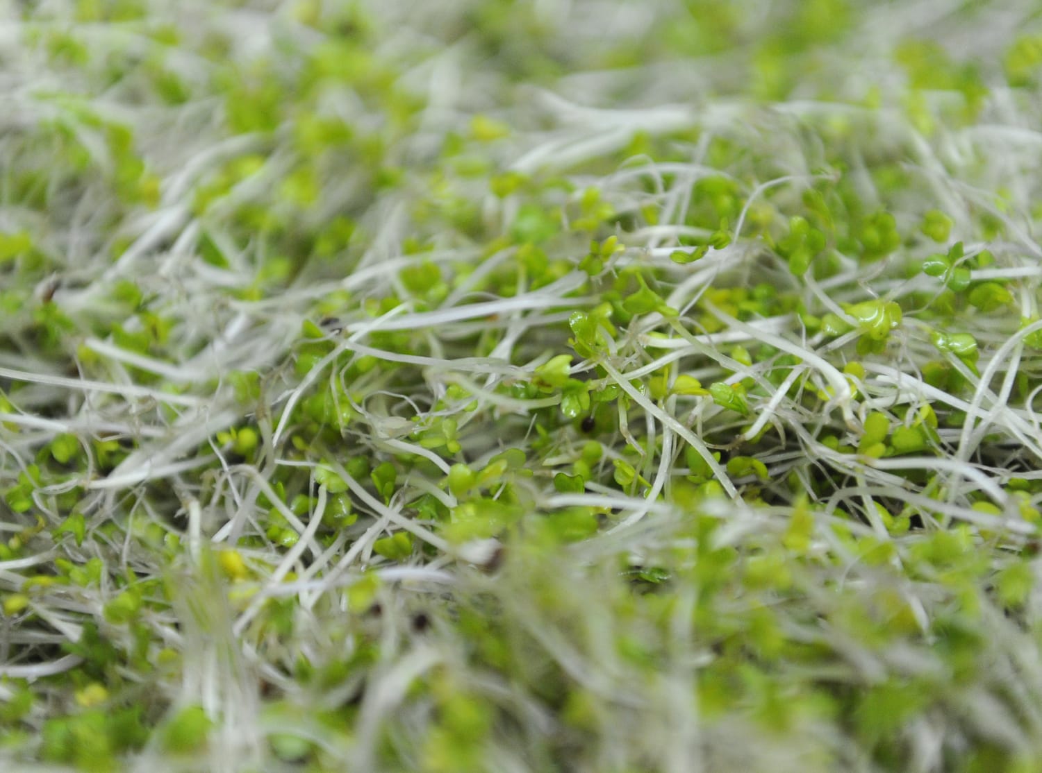 Broccoli Sprouts Linked to Salmonella Outbreak Recalled After 2 Hospitalizations