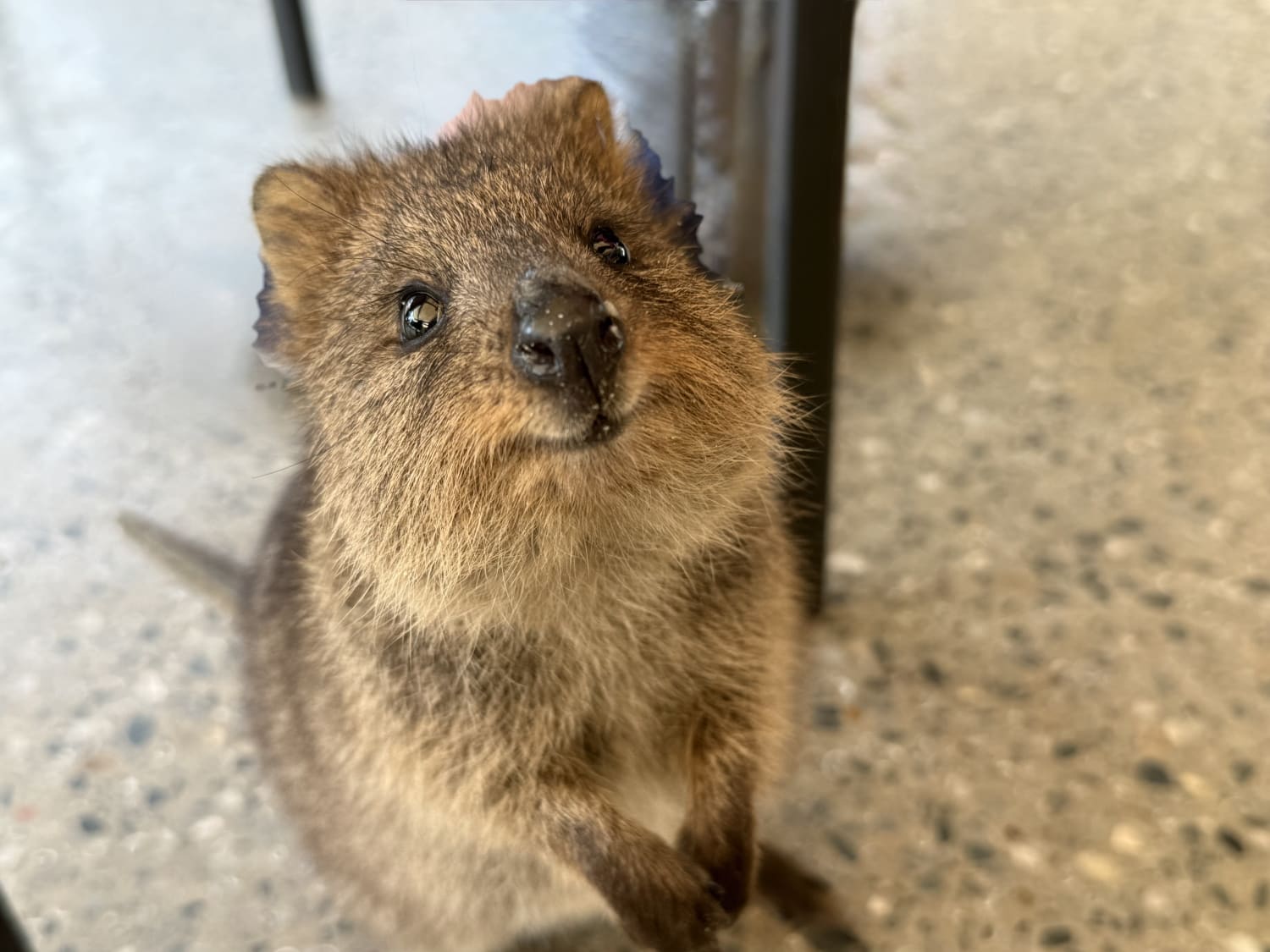 What’s So Special About Quokkas? Why People Are Flocking to See the World’s ‘Happiest Animals’