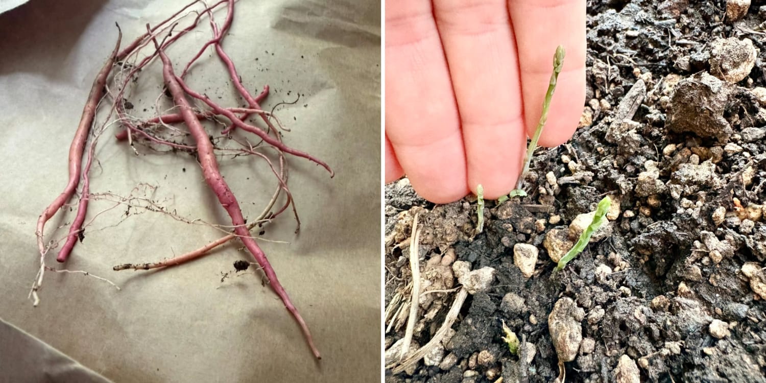 People Are Showing Off Their Garden Harvests — and They’re Hilariously Tiny