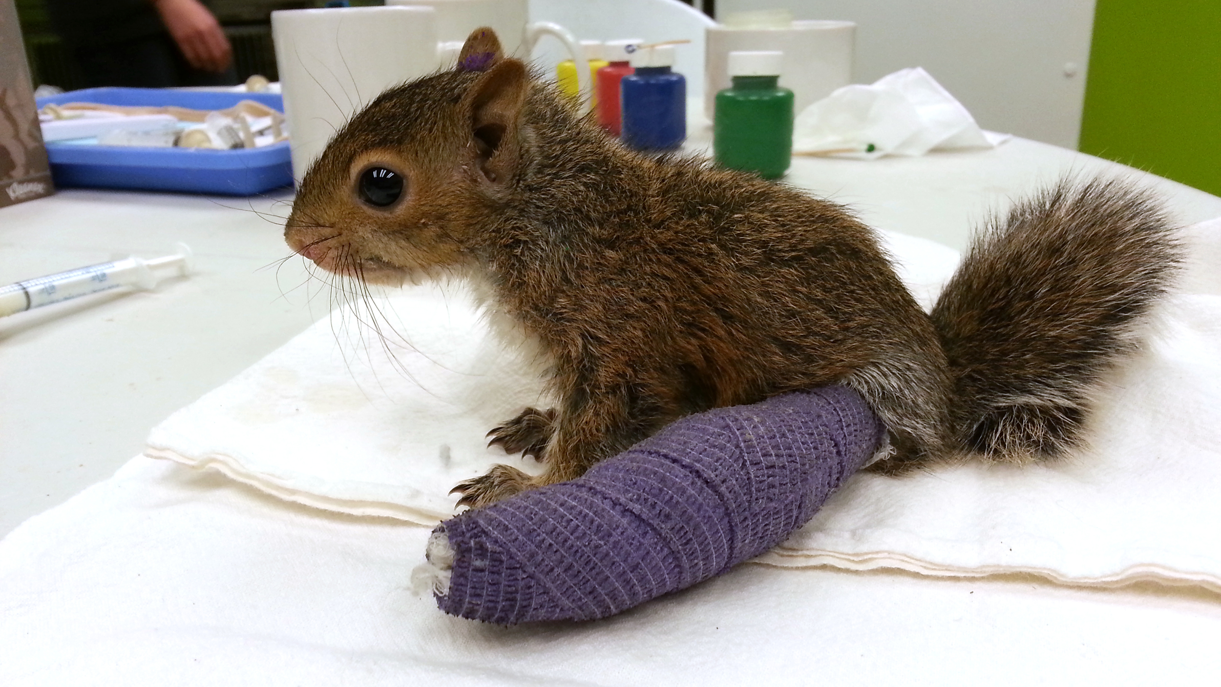 Adorable baby squirrel wears a cast for broken ankle