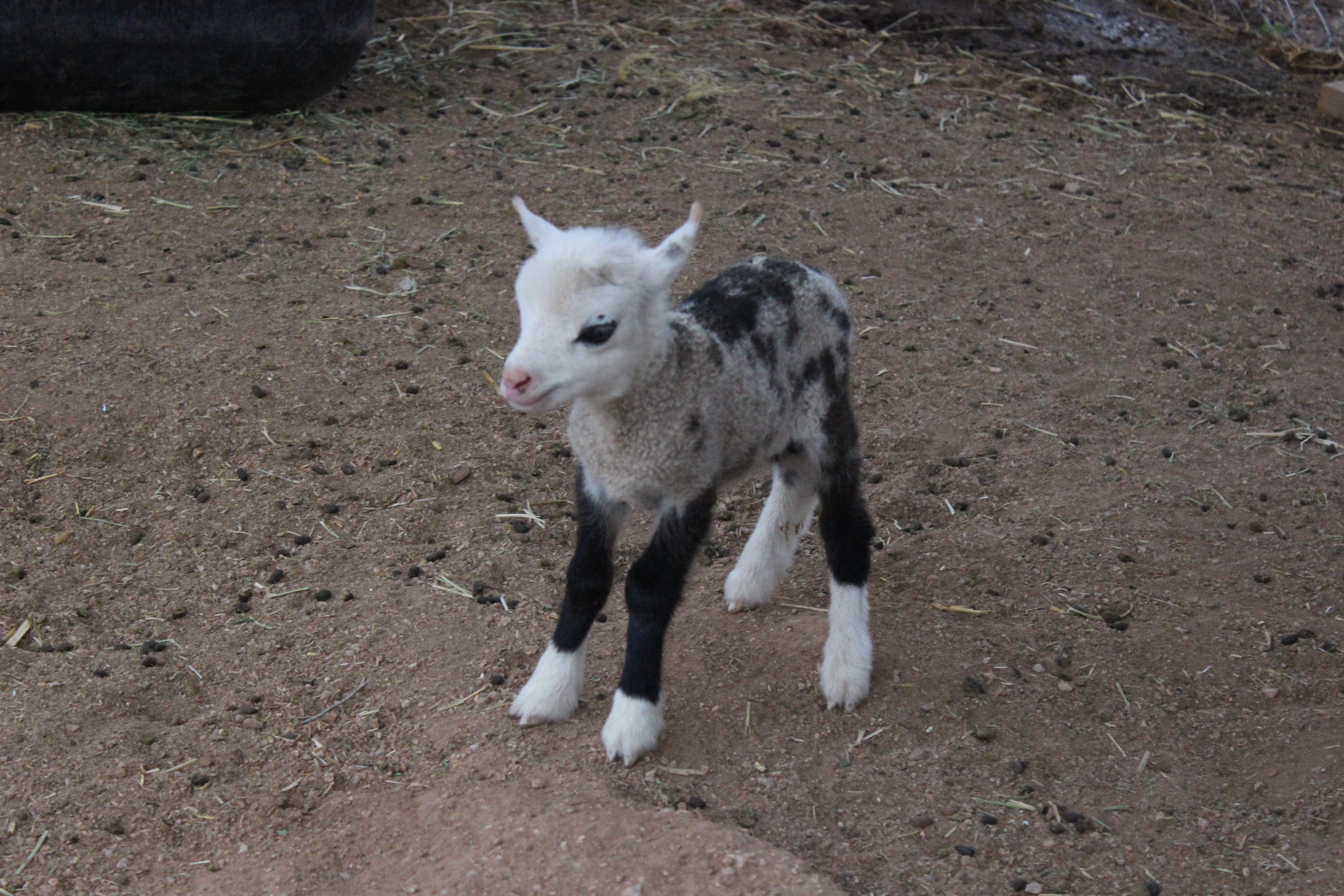 Dog mate 2024 with goat