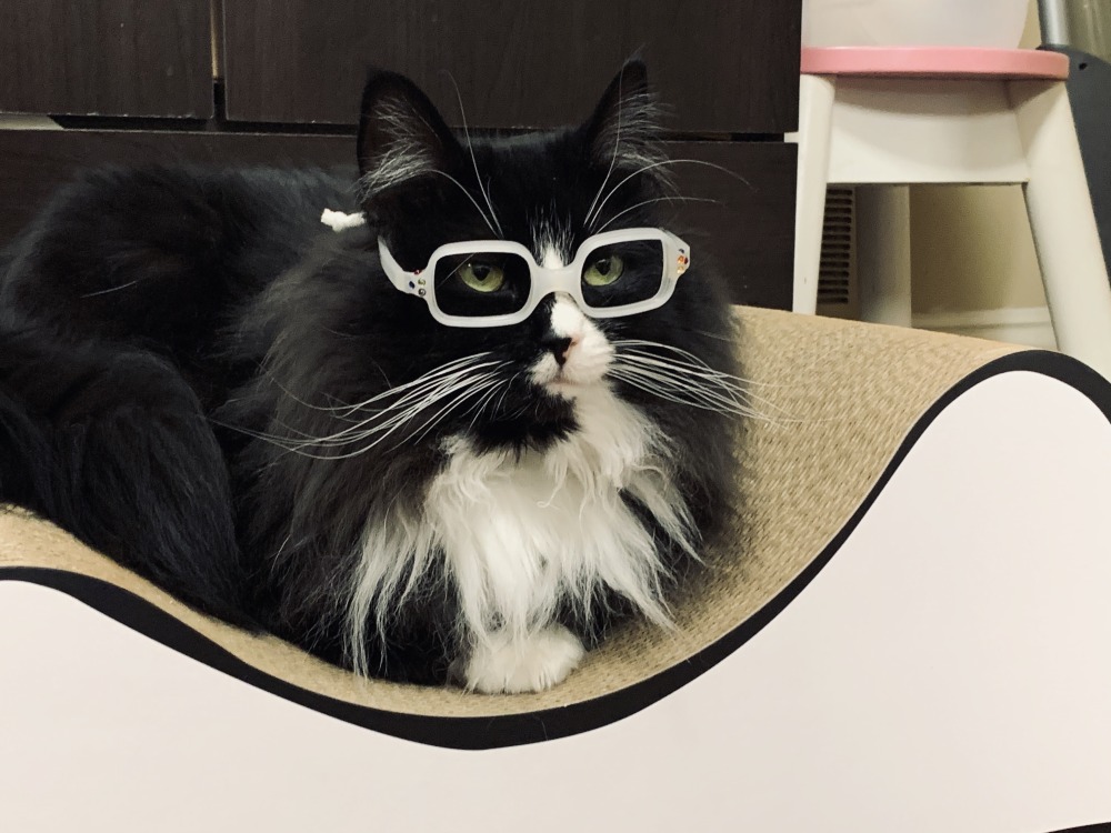 Meet Truffles, the special kitty who wears glasses to help kids feel better  about wearing theirs