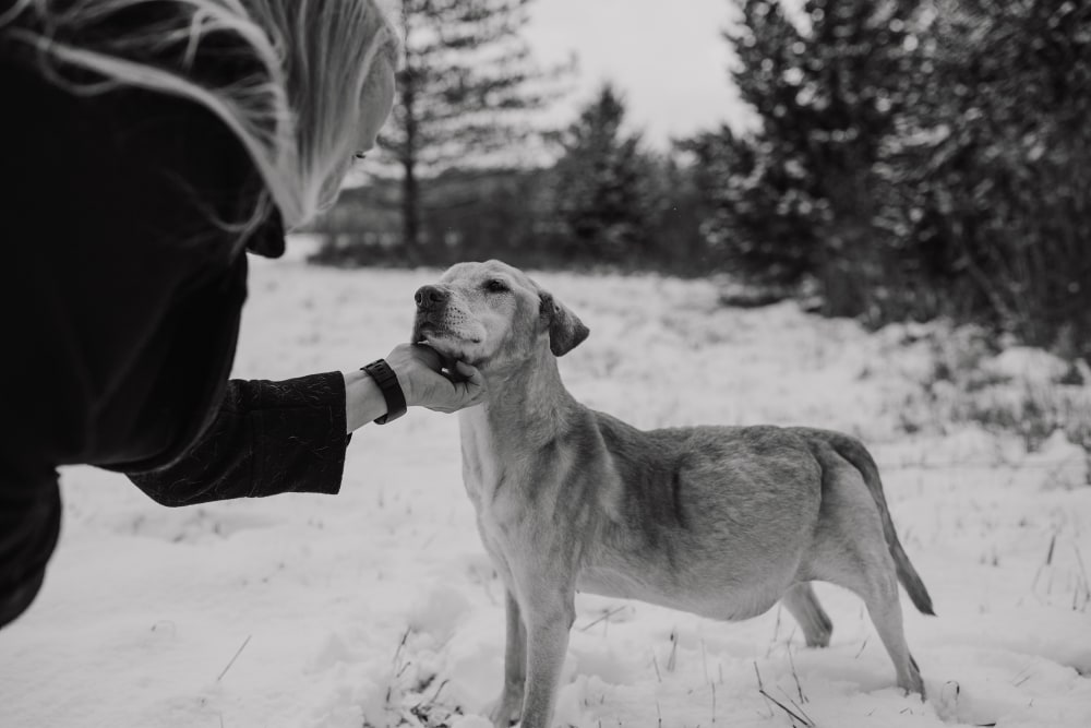 Buffalo Bills pet photo shoots