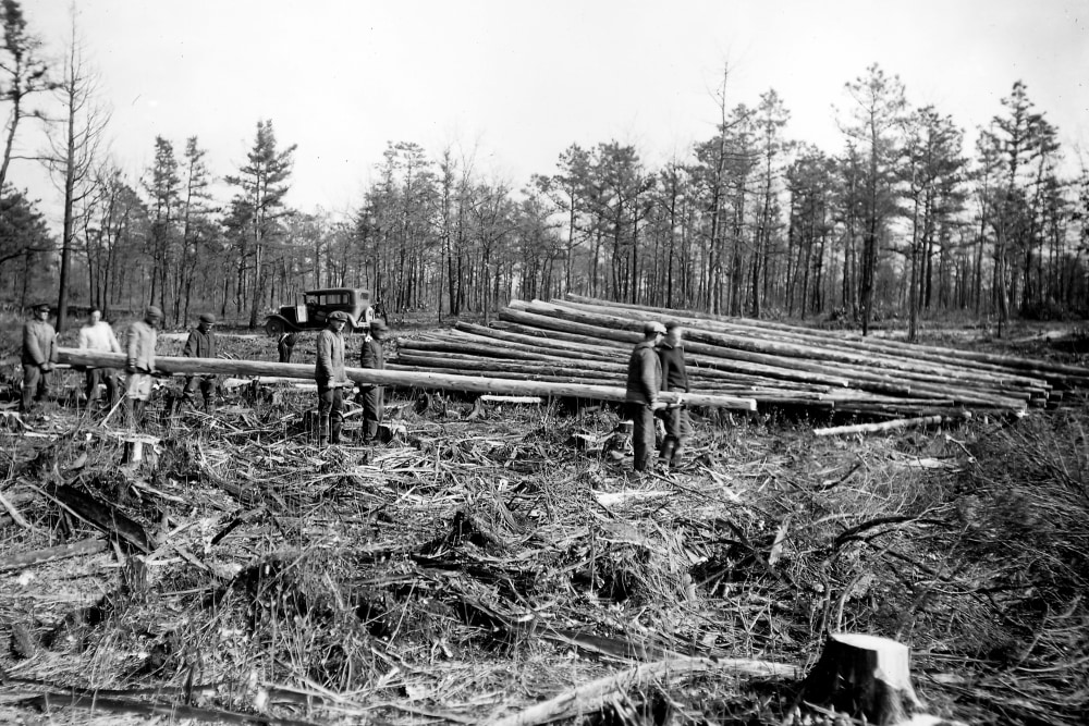 ‘Ghosts Forests’ are becoming more frequent in the US East Coast, says a study