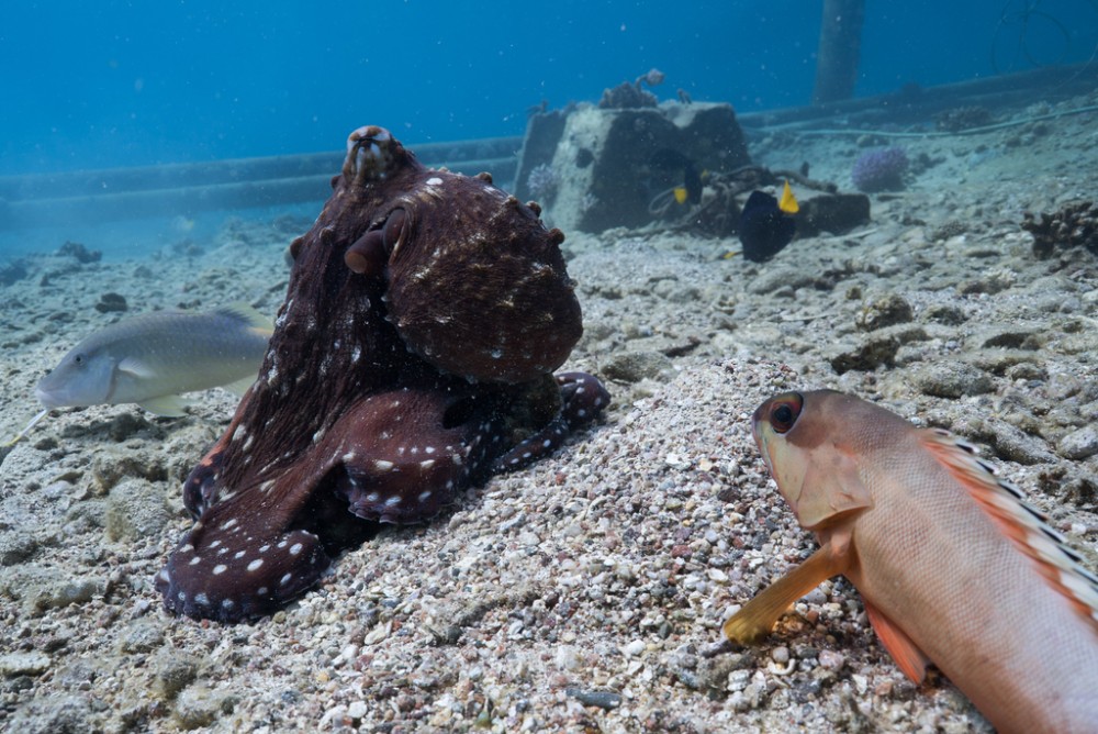 Octopuses seen hunting together with fish in rare video — and punching fish that don't cooperate