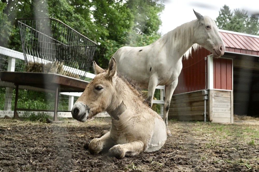 250630-minnesota-marat-foal-adoption-ac-