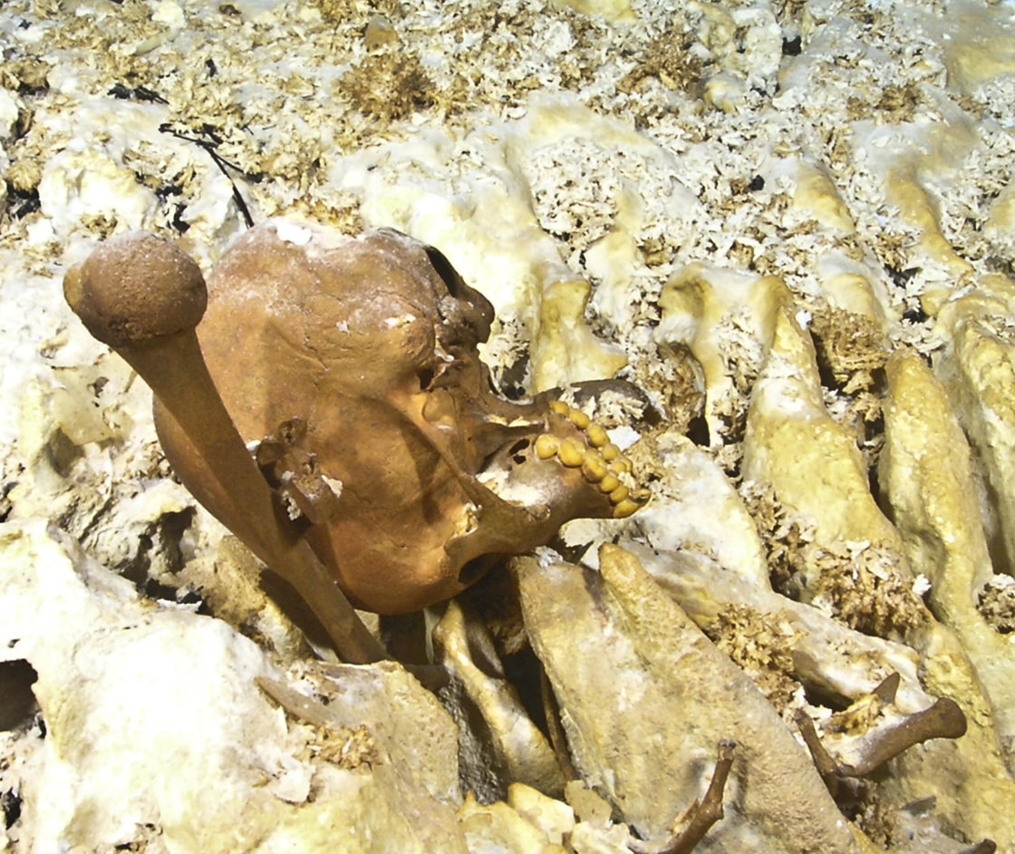 140514-skull-inline-tight.jpg