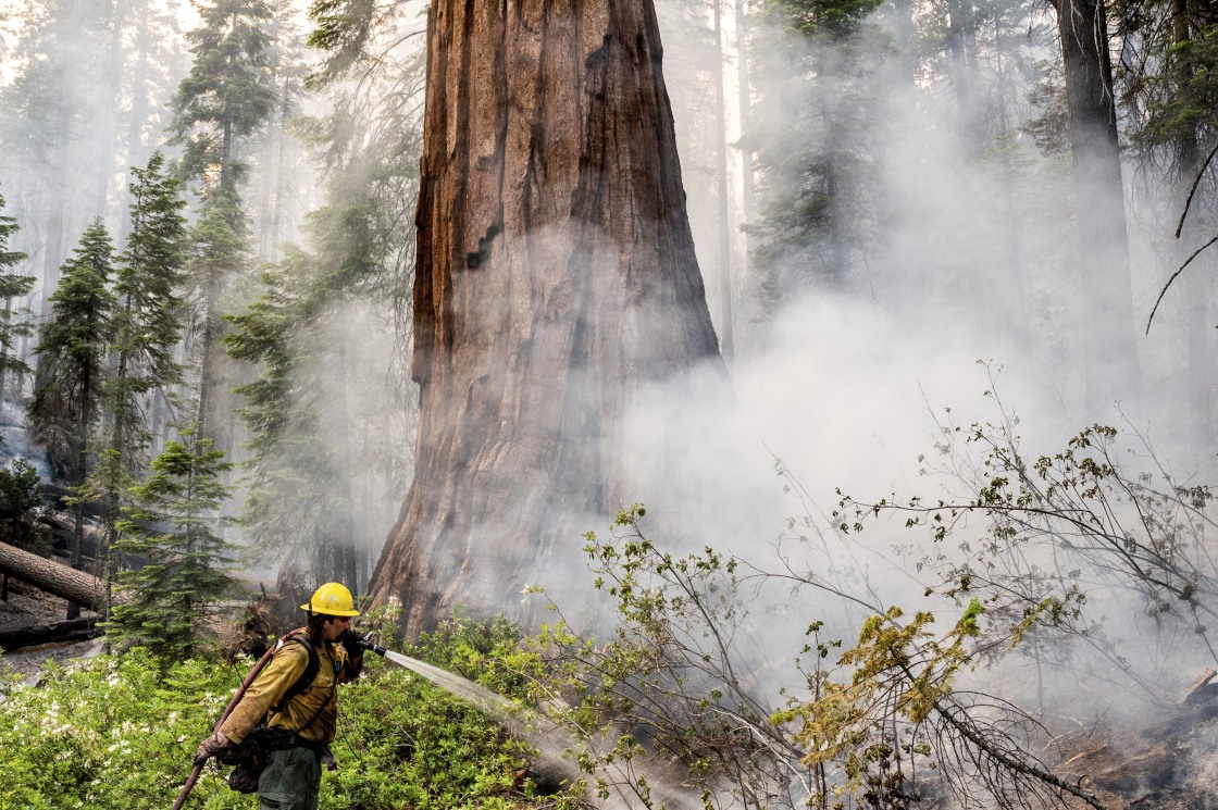 California Fire Threatens Sequoia Trees