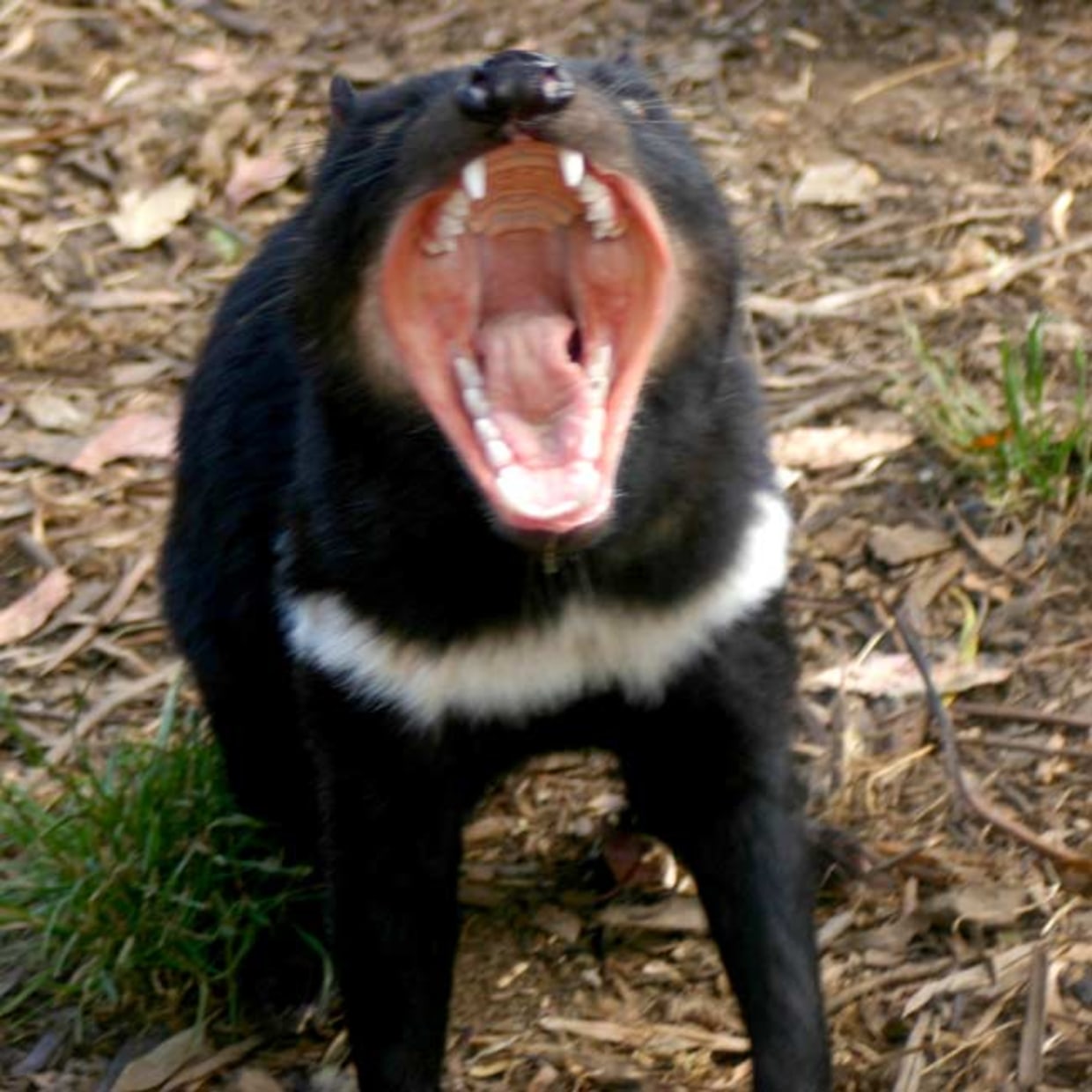 WWF_Australia on X: Say hello to the Tasmanian devil! Did you