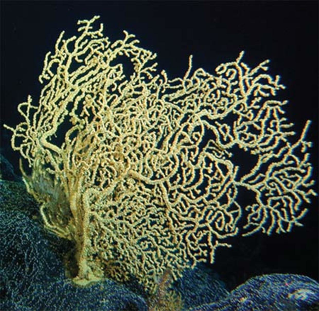 Researchers find 4 000 year old coral species