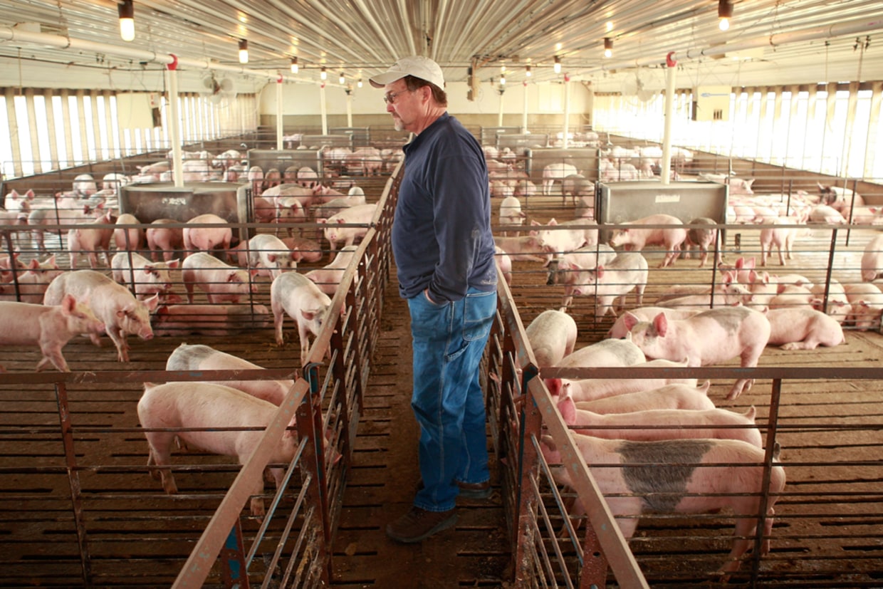 Pork farmers: Stay away from our pigs!