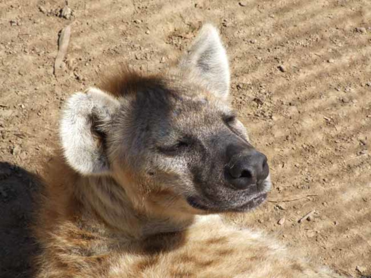 The Hyena Who Lost Her Laugh: Jessica Lamb-Shapiro