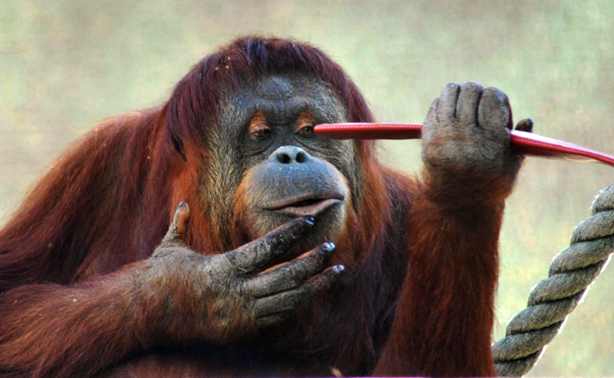 Wily Orangutan aborts 'ingenious' zoo escape