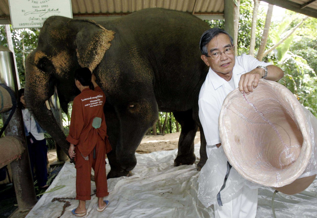 Thai elephant hurt by mine gets artificial leg