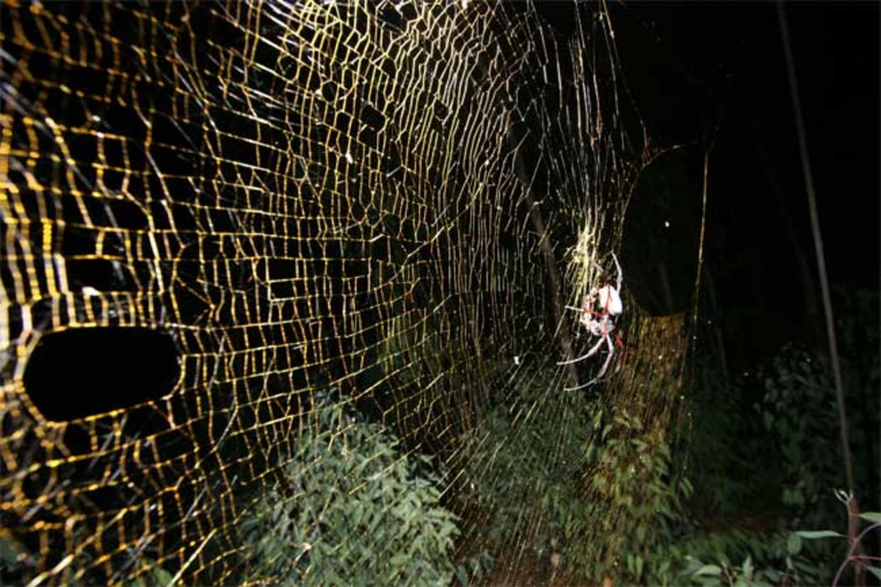 Largest web-spinning spider discovered