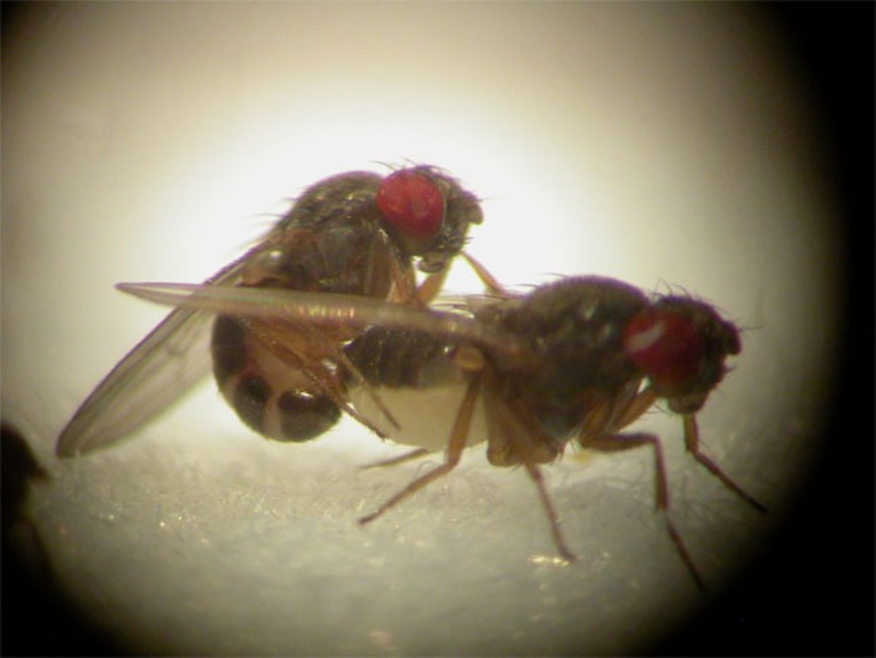 Promiscuous female flies save their population