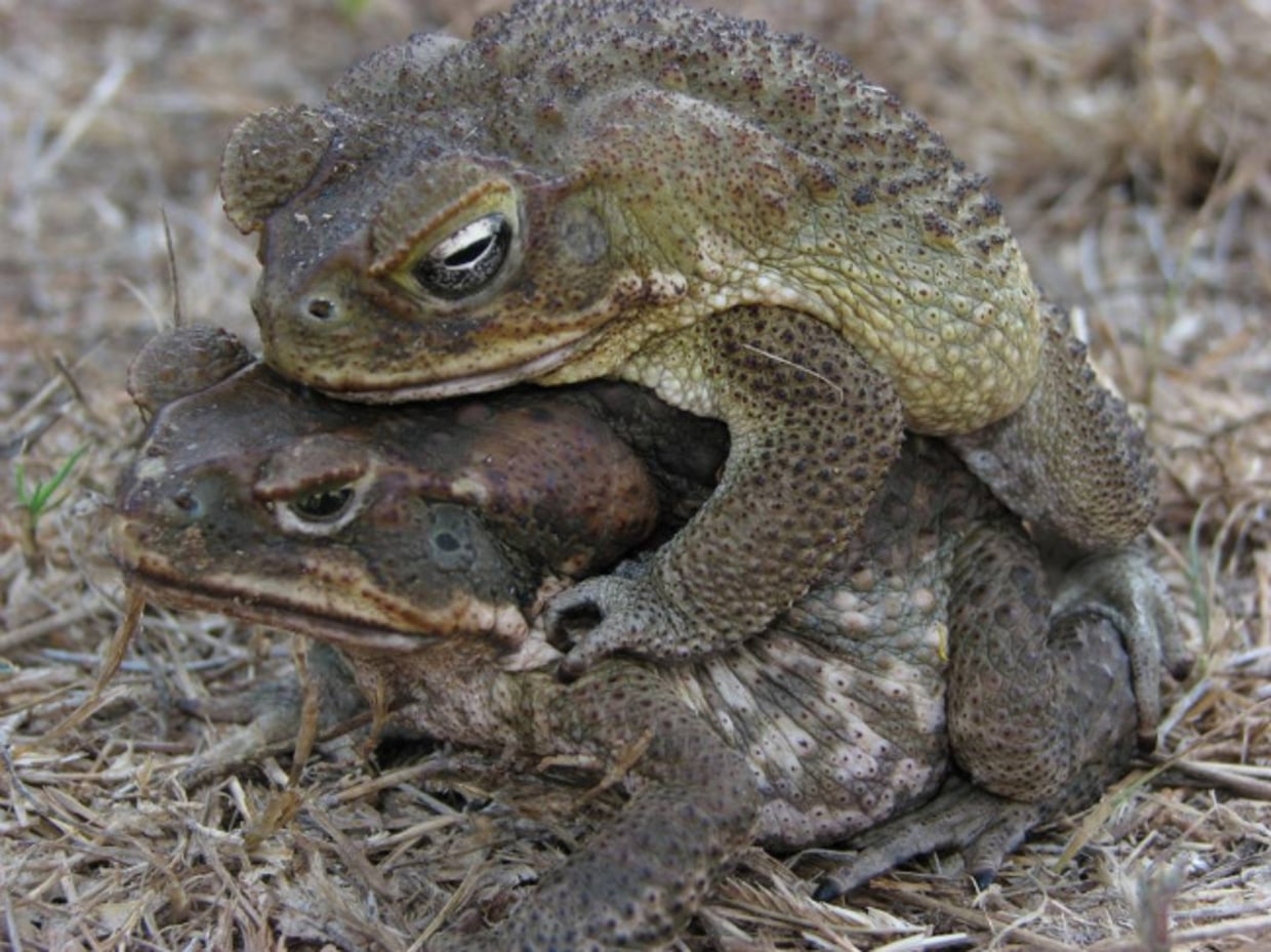 Inflatable female toads thwart sex by small guys