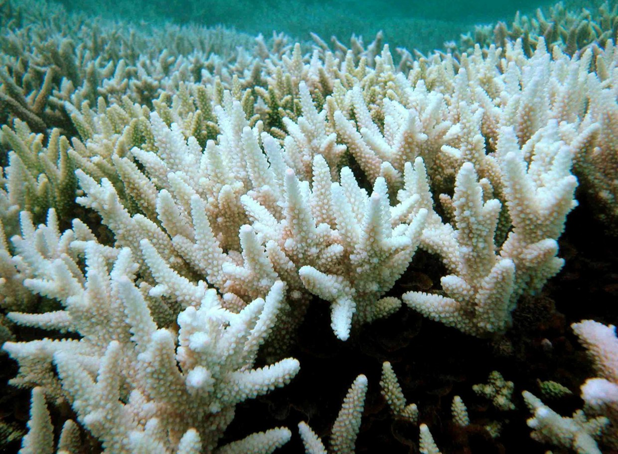 100921-coral-bleaching-hmed-1a.jpg