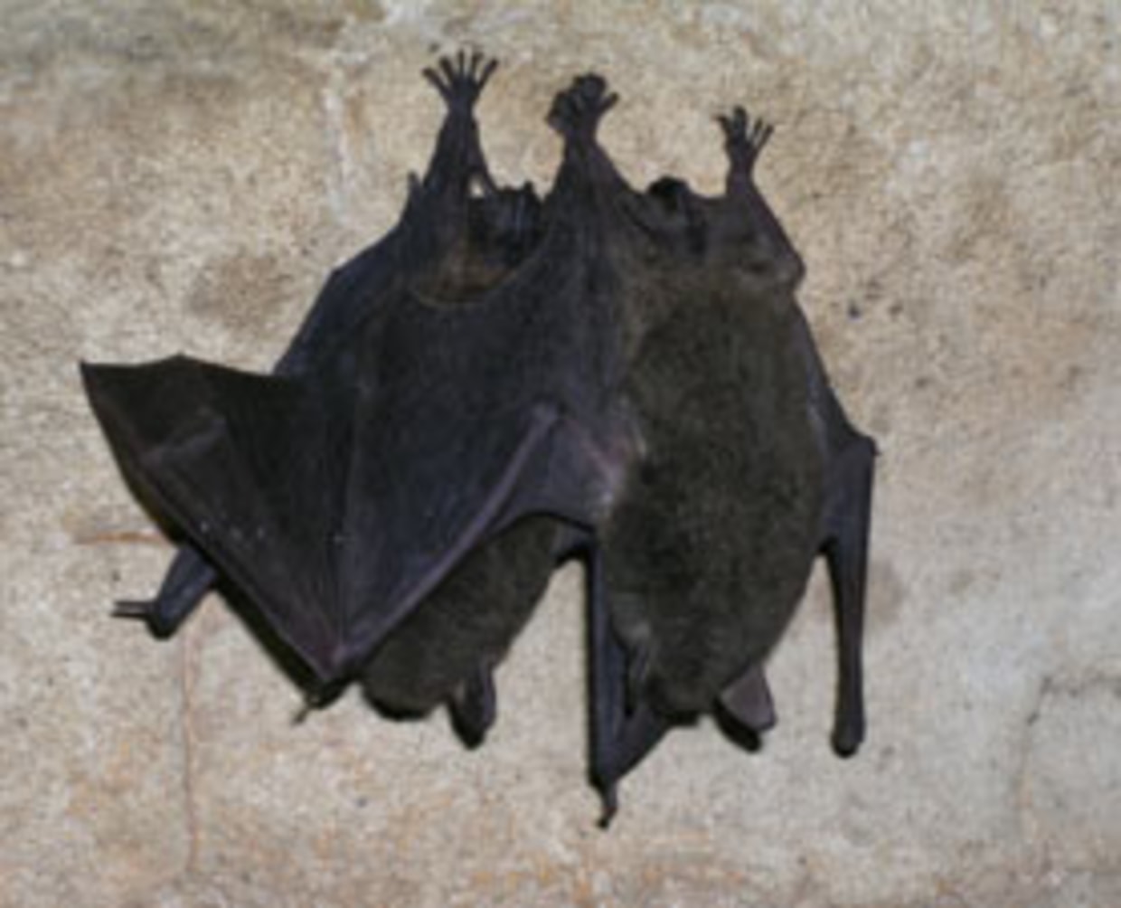 Bats like to hang out with their friends, too