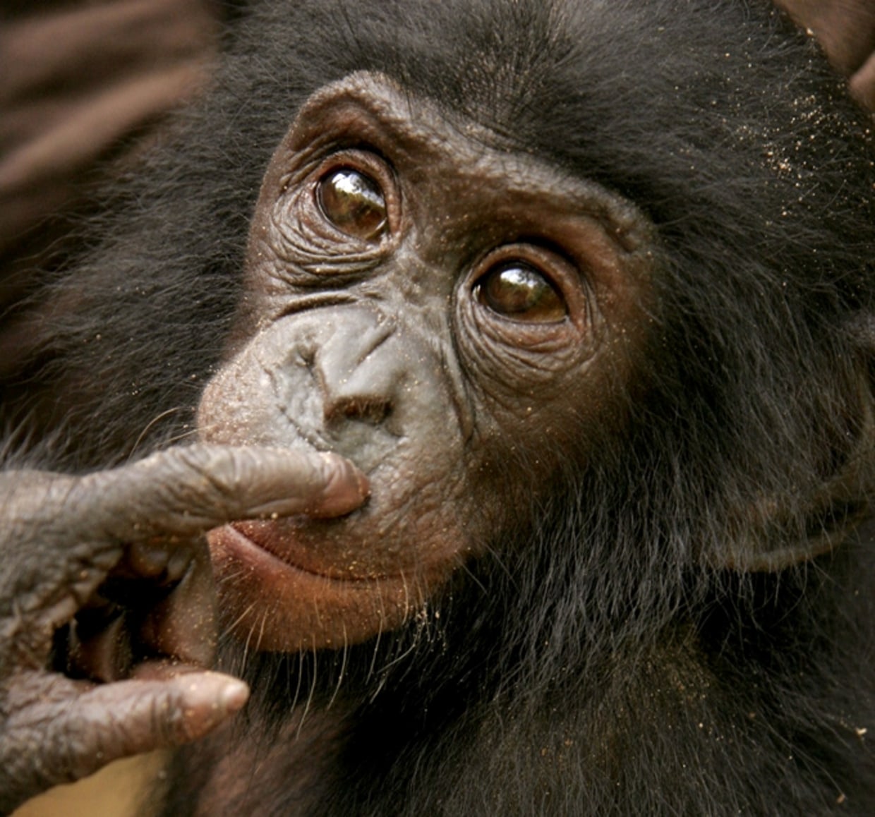 Bonobos wild sex cries advertise popularity picture image