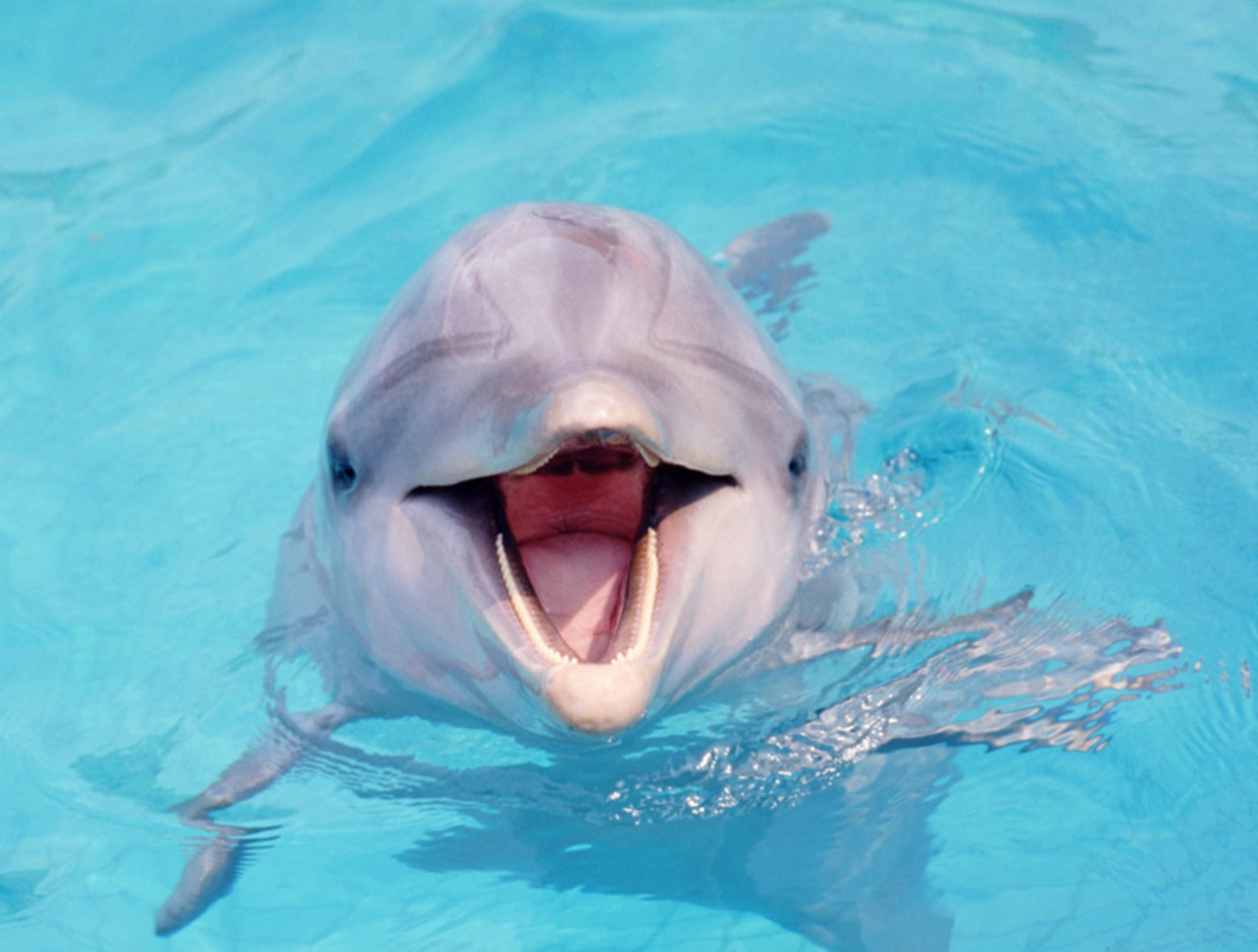 Scientists Find Out That Dolphins Talk Like Humans