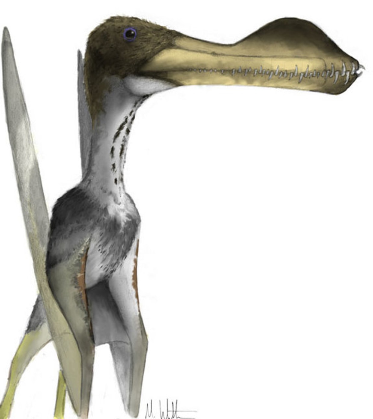 Mini pterosaur from the age of flying giants