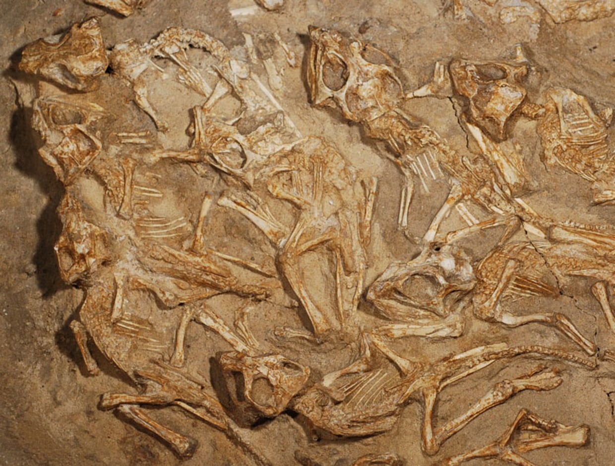 A rare discovery: 15 baby dinosaurs in one nest