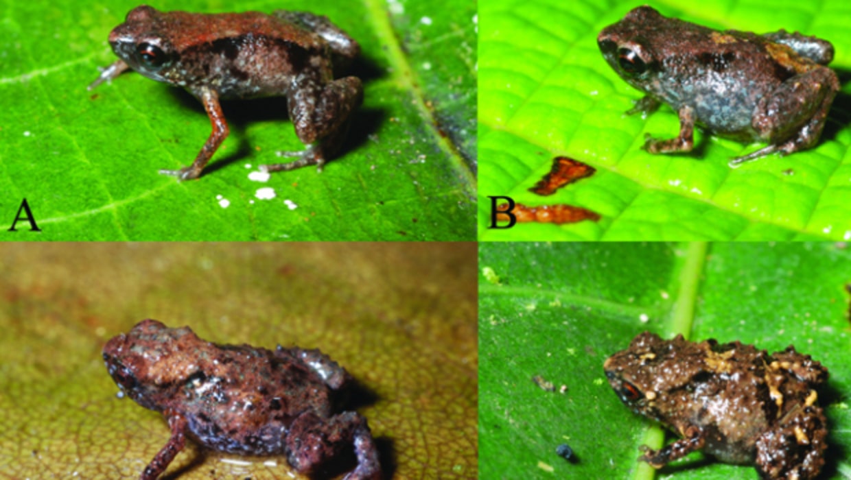 Man puzzled to find tiny frog less than 1cm along Orchard Road