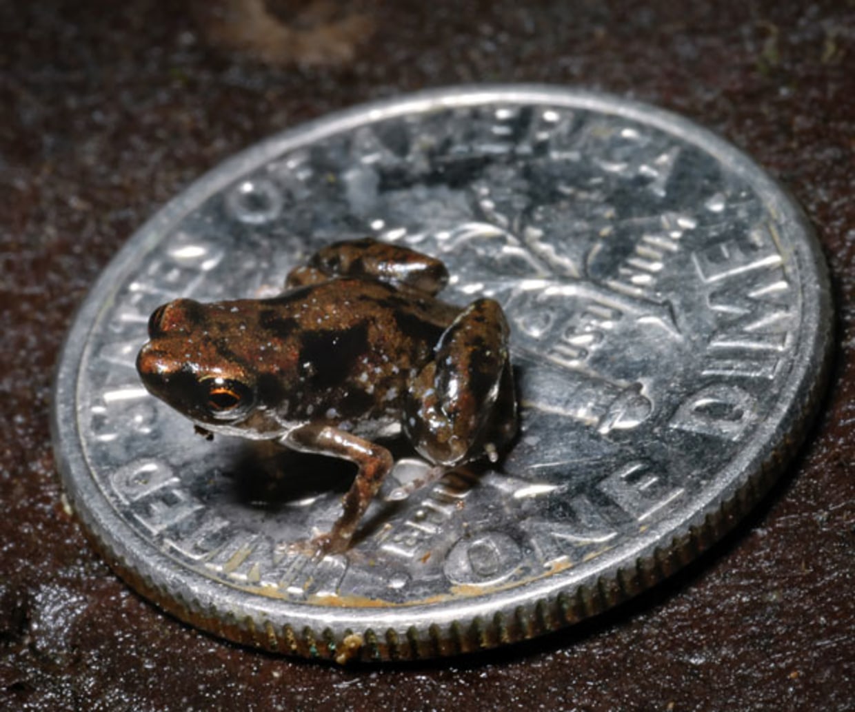 Seven New Mini-Frogs Found—Among Smallest Known