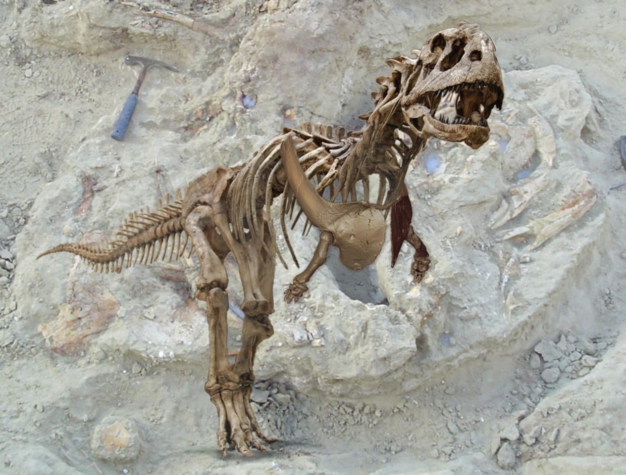 Why T. rex has tiny arms  University of California