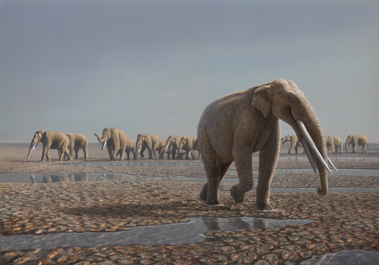 Footprints show that elephants' ancestors stuck together