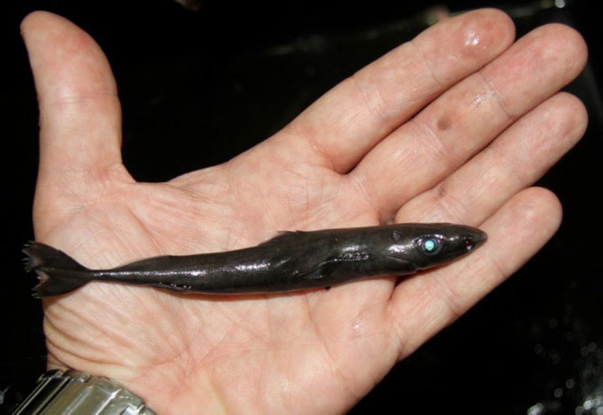 Glow shark care new arrivals