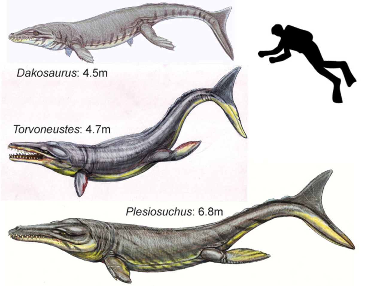 Prehistoric Crocodile Evolution