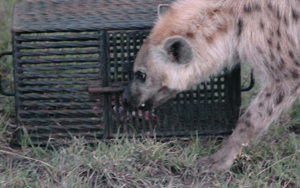 Captive hyenas beat wild peers in puzzle solving