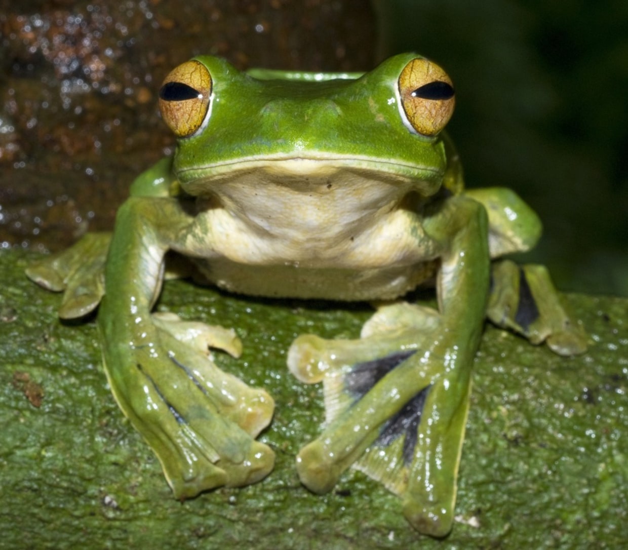 Green Tree Frog - The Australian Museum