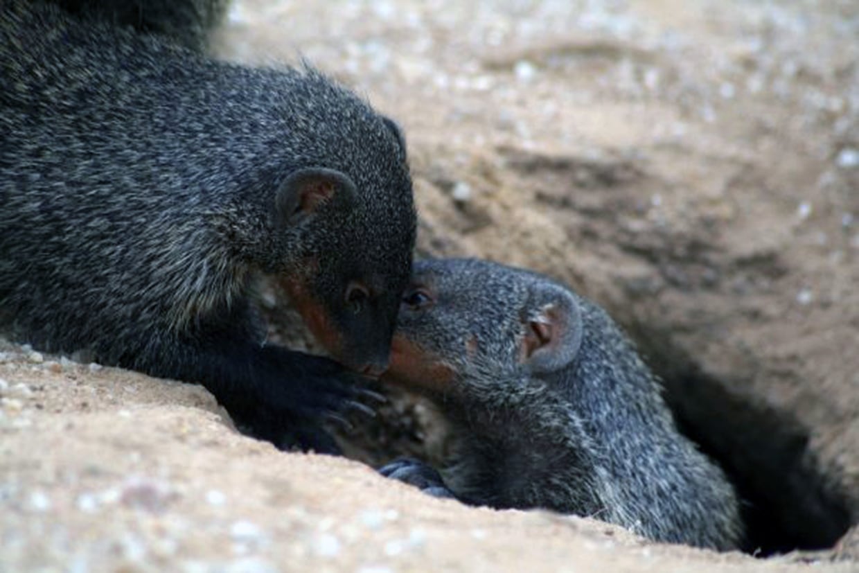 Do you speak mongoose? Their calls are somewhat humanlike