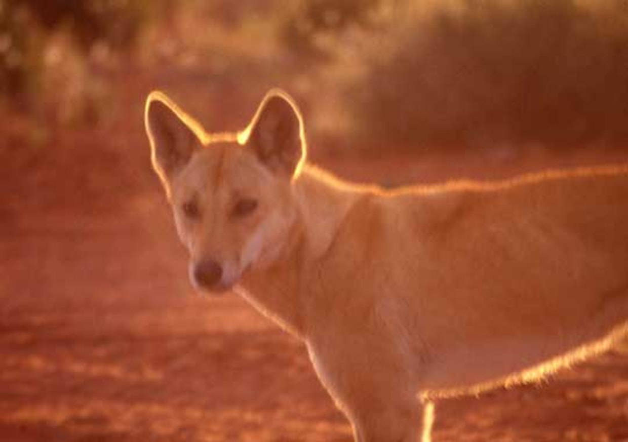 It's a Dog-Eat-Cat World: Could Dingoes be used to control