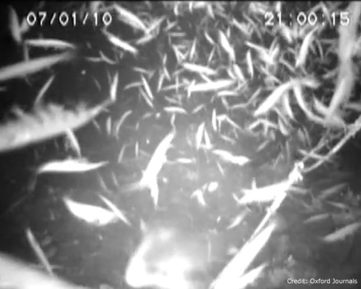 Cameras catch tiny krill having deep-water sex