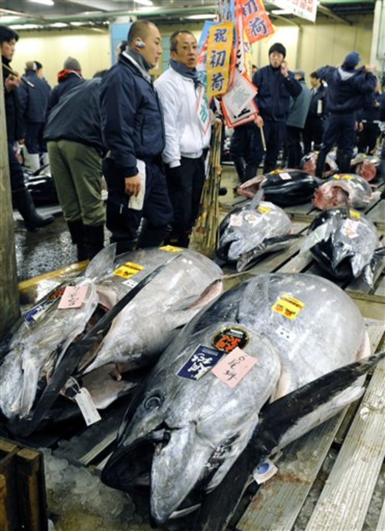 Holy mackerel! 513-pound giant bluefin tuna reels in $177,000 at