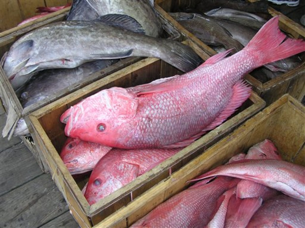 Background Of Fresh Red Sniper Fish On The Asian Fish Market Stock