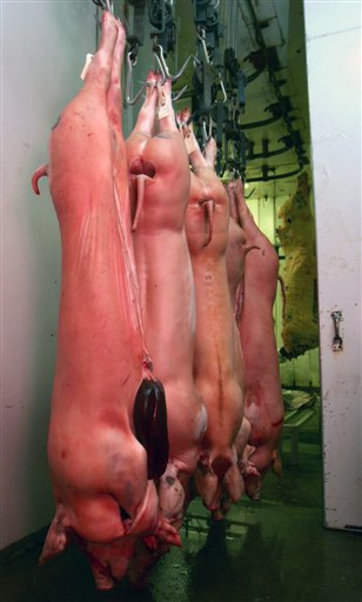 pork still thriving despite swine flu scare pork still thriving despite swine flu scare