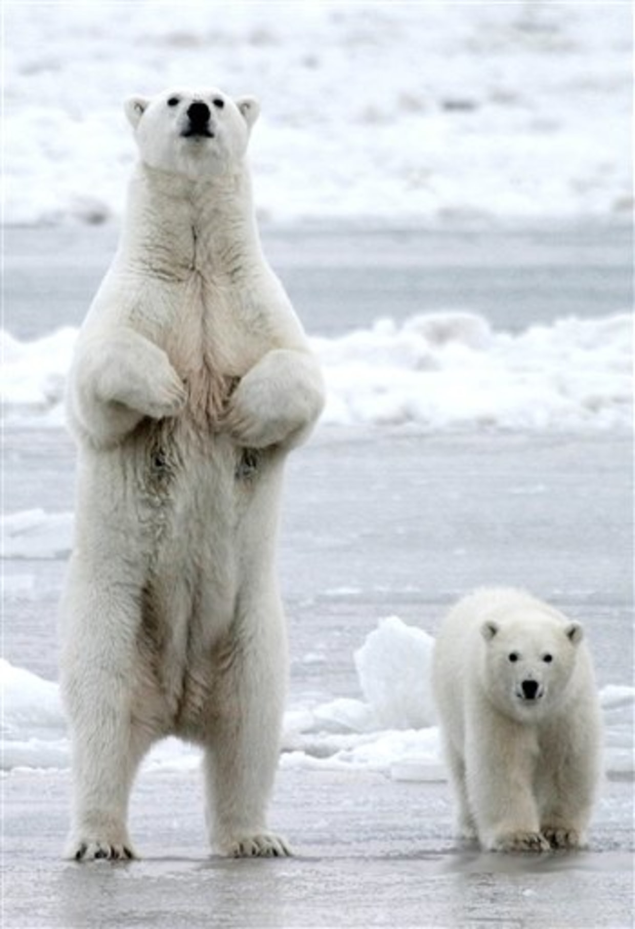 Feds move to protect polar bears