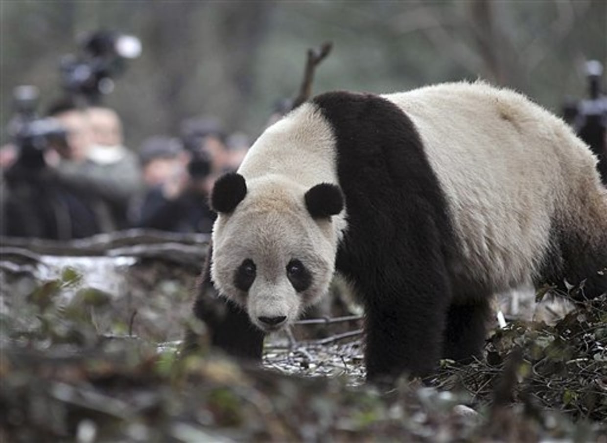 Giant panda death in Thailand leaves China asking questions