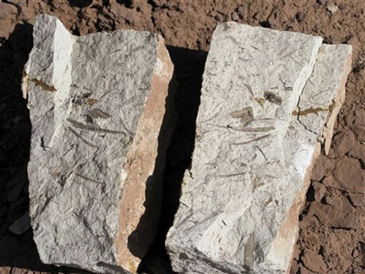 wyse・LAID・JURASSIC■EARLIEST MEMORIES wyse・LAID・JURASSIC□EARLIEST MEMORIES Dinosaur Embryo