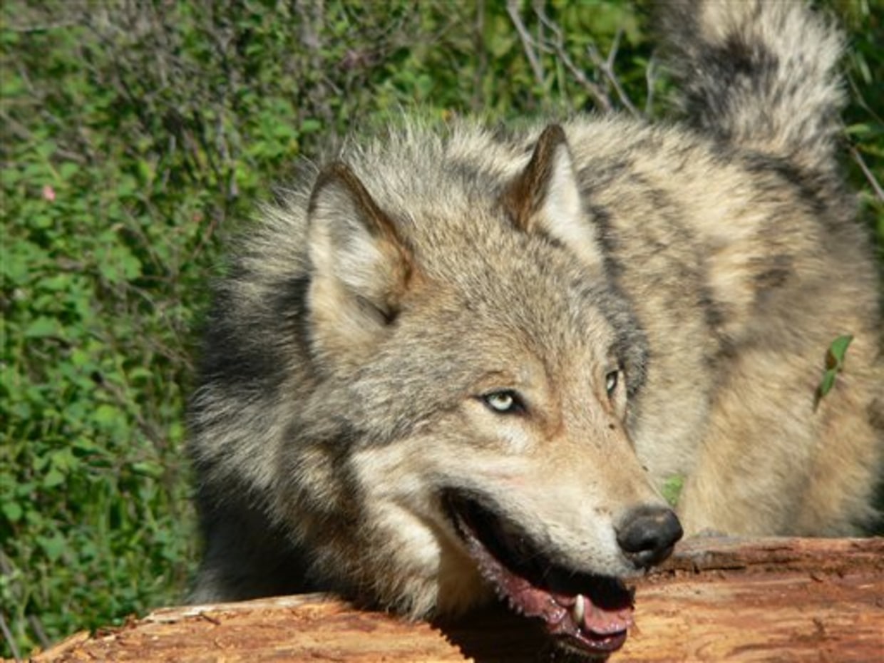 Endangered or not, wolf killings set to expand