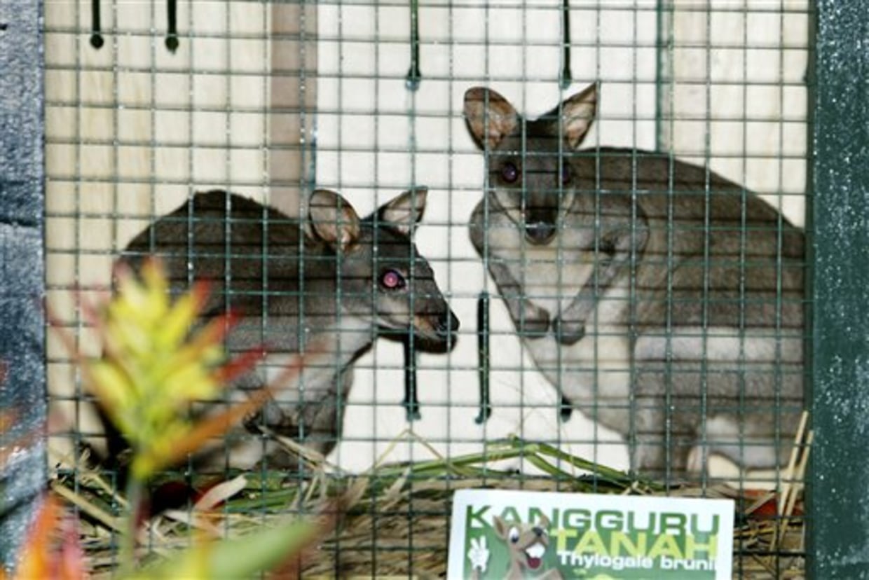 Indonesian pygmy kangaroos to gain freedom, image size:1240x828