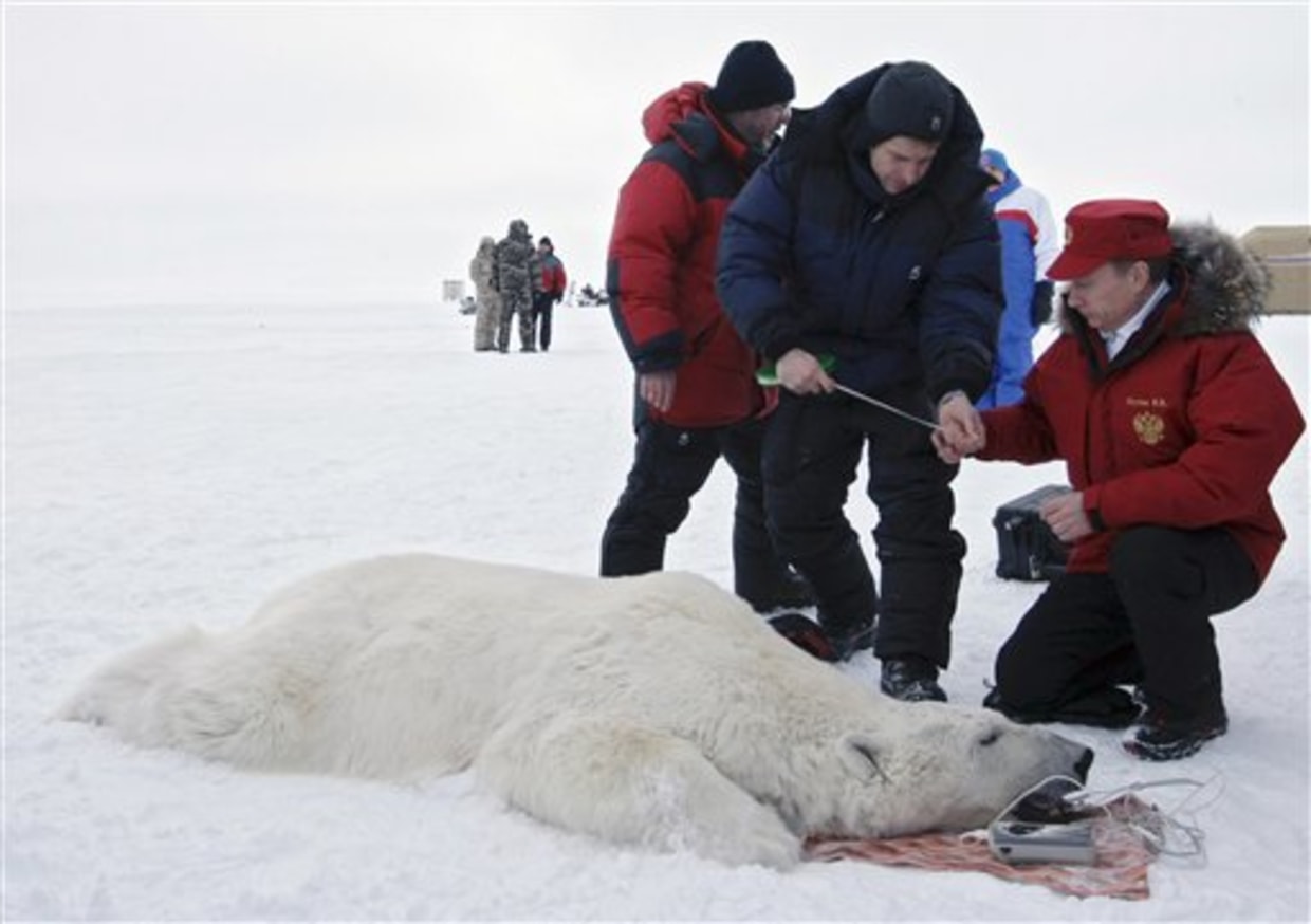 Russia bans polar bear hunt this year